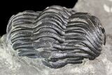 Two Eldredgeops Trilobite Fossils - New York #138809-3